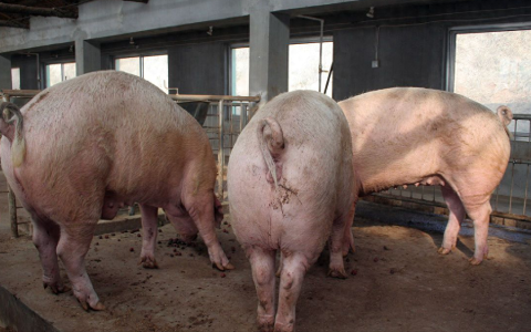 猪肉价格今日价 现在猪价毛猪多少钱一斤